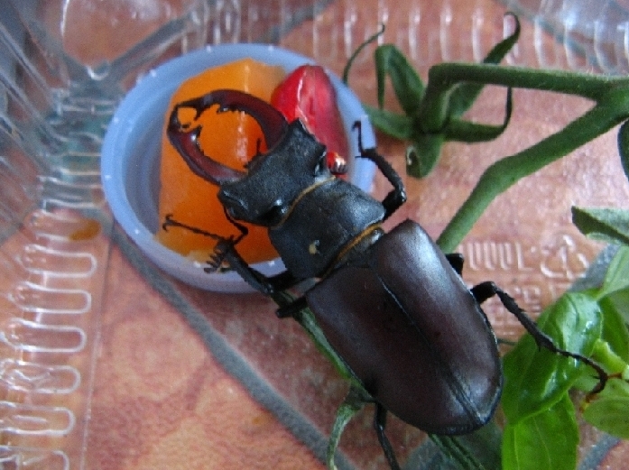 ho trovato un Lucanus Cervus (Cervo Volante) consigli grz